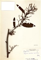 藏品(虎杖(黃藥子))的圖片